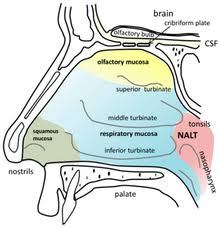 The structures of the palate and the teeth are used for orientation to achieve transverse sections through the nasal cavity at certain levels. Nasal Cavity Wikipedia