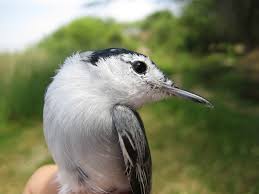 Image result for Gnidia virescens