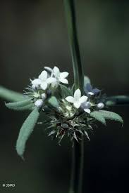 Image result for Spermacoce deserti