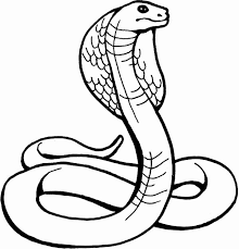 Why rome's gladiatorial games were more complex than just a blood sport, video story King Cobra Coloring Page Elegant King Cobra Drawing Clipart Best Snake Coloring Pages Avengers Coloring Pages Coloring Pages