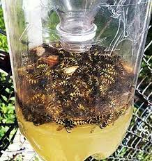 Easy Homemade Wasp Trap Wasp Traps Homemade Wasp Trap Homemade Bee Trap