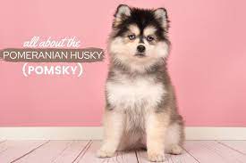 Providing an opportunity to scammy breeders to get some quick money by selling puppies that are not pomskies. Pomeranian Husky Mix The Complete Pomsky Owner Guide Care Price More Canine Bible