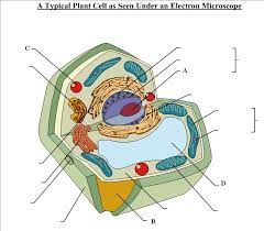 Cell walls are composed of cellulose, or plant fiber. Biological Quiz On Cell Parts And Functions Proprofs Quiz