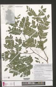 Image result for Scorodophloeus