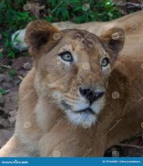 Rare Asiatic Lioness, Kerala, India ...