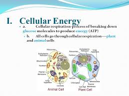 Food serves as a source of raw materials for the cells in the body and as animal. How Is Atp Produced In Animals