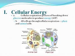 Animals and other organisms obtain the energy available in carbohydrates through the process of cellular respiration. 10 3 Getting Energy To Make Atp Ppt Video Online Download