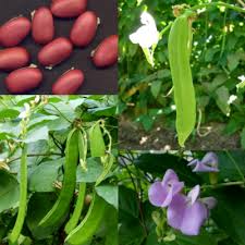 Image result for Canavalia gladiata