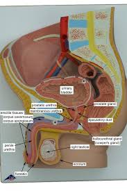 Model Of Male Reproductive System Male Reproductive System Model Human Anatomy D Anatomy Human Male Model Reproductive System Abdomen