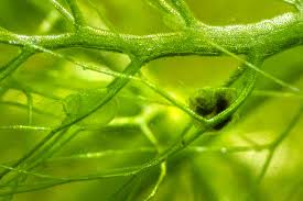 Kuvahaun tulos haulle bladderwort plant