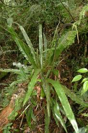 Image result for Elaphoglossum aubertii