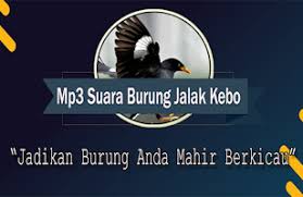 Самые новые твиты от xlr (@jalak_kebo18): Suara Burung Jalak Kebo Gacor Mp3 Offline Apk 1 0 Download Apk Latest Version
