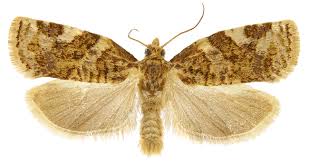 Image result for Achyropsis