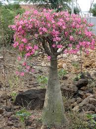 Image result for Adenium multiflorum
