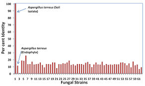 Bioinformatic Comparative Analysis Of Lovastatin Gene Cluster In Endophytic Fungi And A Soil Fungus Aspergillus Terreus By Savitha Analysis Dna Sequence Soil