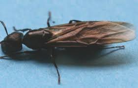 But during the winter months, ants seem to disappear. Carpenter Ants Unh Extension