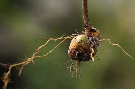 Image result for Coleus kapatensis