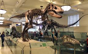 American Museum Of Natural History The Best Home For Dinosaur Halls Documentarytube