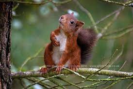 Soliloquy Cute Squirrel Red Squirrel Cute Animals