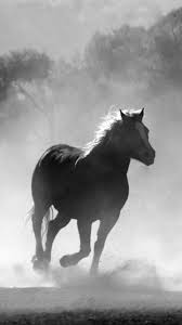 Horses In The Mist Wallpaper Iphone Android Desktop Backgrounds Horse Wallpaper Horses Animal Wallpaper