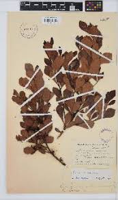 Image result for Searsia gueinzii