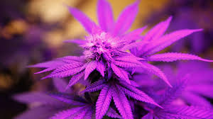 Cannabis wallpaper, cute weed phone background, marijuana wallpaper, 420 wallpaper, 420 phone background moonmagicvinyl 5 out of 5 stars (59) Marijuana Weed 420 Drugs Wallpaper Cannabis Purple 1200x675 Wallpaper Teahub Io