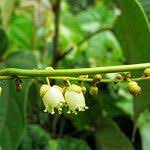 Image result for Manniophyton