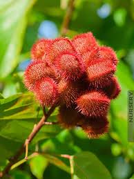 Image result for Bixa orellana