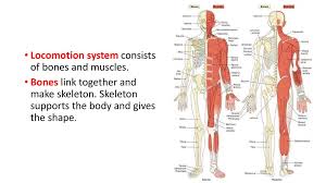 Skeletal muscle moves bones and other structures. Class Lomotion System Prezentaciya Onlajn