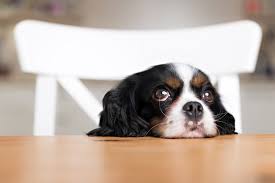 Mon Chien A Mange Du Bicarbonate De Soude Que Faut Il Faire