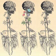 Special Solo Episode Meet The Wanderer Aka Your Vagus Nerve And Why You Should Care About The Largest Nerve In Your Vagus Nerve Gut Brain Brain Connections