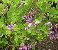 Image result for Indigofera erythrogramma