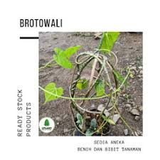 We did not find results for: Jual Daun Brotowali Murah Harga Terbaru July 2021