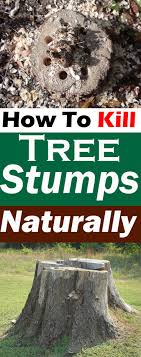 The notorious buckthorn bush/tree is an example of a species that can be killed only by completely removing the roots. How To Kill Tree Stumps Naturally Removing Tree Stump