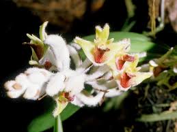 Image result for Stolzia compacta