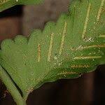 Image result for Asplenium macrophlebium