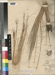 Image result for Leersia oncothrix