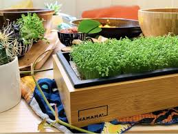 Glass vase makes a great accent for your table decor gold color adds a cool and stylish impact to your space for decorative use only. Hamama Home Microgreens Growing Kit