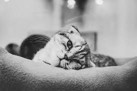 Pet euthanasia at home cost uk. How Much Does It Cost To Put A Cat To Sleep Cloud 9 Vets