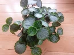 Image result for Plectranthus alboviolaceus