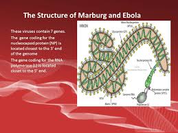 Marburg virus is a hemorrhagic fever virus of the filoviridae family of viruses and a member of the species marburg marburgvirus, genus marburgvirus. Marburg Virus Evades Interferon Responses By A Mechanism Distinct From Ebola Virus By Sue Abbasi And Amy Turner Ppt Download