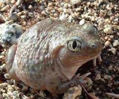 Always wear latex gloves when handling your toad; Frogs And Toads Keeping Them Indoors And In The Garden Dave S Garden