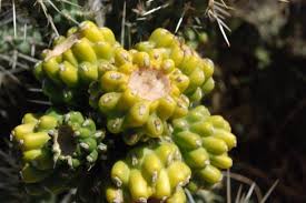 Some trees can also grow from cracks in the canyon walls in zion national park. Zion National Park Cactus At Canyon Junction Picture Of Zion National Park Utah Tripadvisor