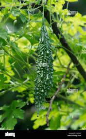 Image result for Momordica charantia