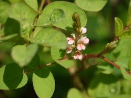 Image result for Indigofera astragalina