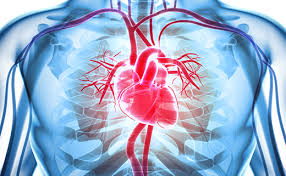 Smartdraw includes 1000s of professional healthcare and anatomy chart templates that you can modify and make your own. Anatomy And Function Of The Coronary Arteries Johns Hopkins Medicine