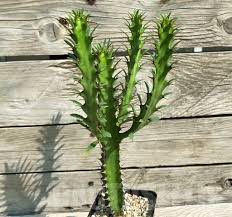 Image result for Euphorbia griseola