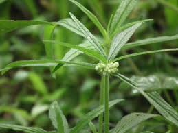 Image result for Leucas sexdentata