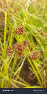 Image result for Cyperus obtusiflorus
