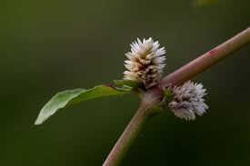 Image result for Alternanthera sessilis